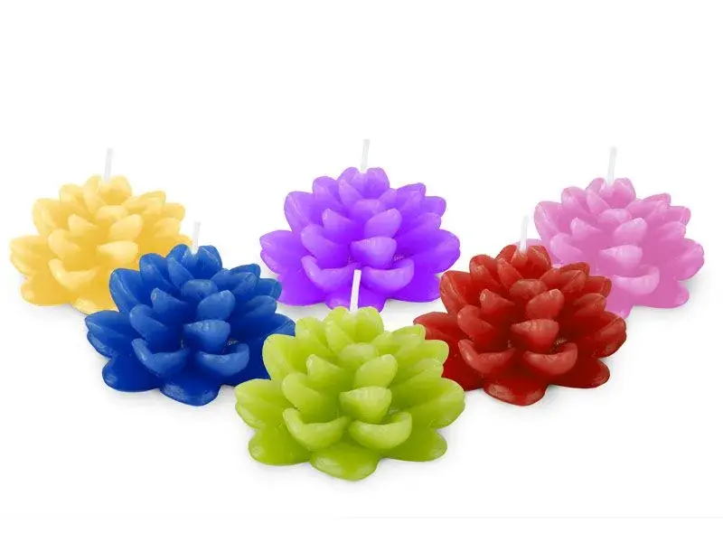 suculenta x 1 u. 4 x 7 cm