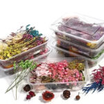 PACK FLORES PLANTAS Y HOJAS SECAS